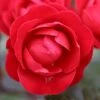 Precious Ruby Floribunda Rose 3L 2 Precious Ruby Floribunda Rose 3L -Roundupt Store 1046871