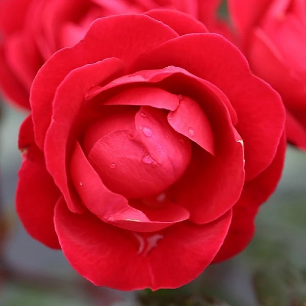 Precious Ruby Floribunda Rose 3L 3 Precious Ruby Floribunda Rose 3L