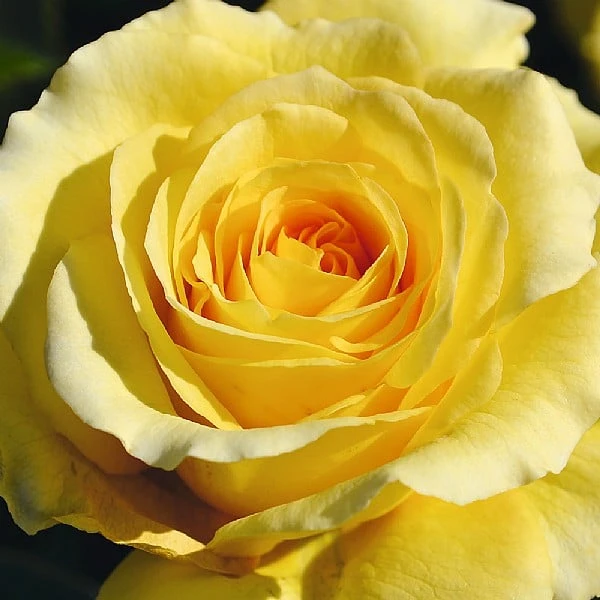 Sommergold Climbing Rose 4L Pot 3 Sommergold Climbing Rose 4L Pot