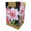 Amaryllis Elvas Indoor Growing Kit 1 Amaryllis Elvas Indoor Growing Kit -Roundupt Store 1053337
