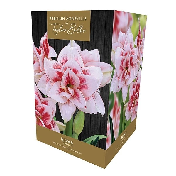 Amaryllis Elvas Indoor Growing Kit 3 Amaryllis Elvas Indoor Growing Kit