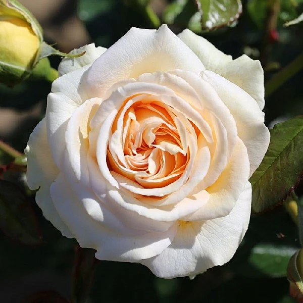 Timeless Cream Hybrid Tea Rose 3L 3 Timeless Cream Hybrid Tea Rose 3L