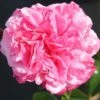 Timeless Pink Hybrid Tea Rose 3L 1 Timeless Pink Hybrid Tea Rose 3L -Roundupt Store 1083835