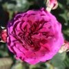 Timeless Purple Hybrid Tea Rose 3L -Roundupt Store 1083836