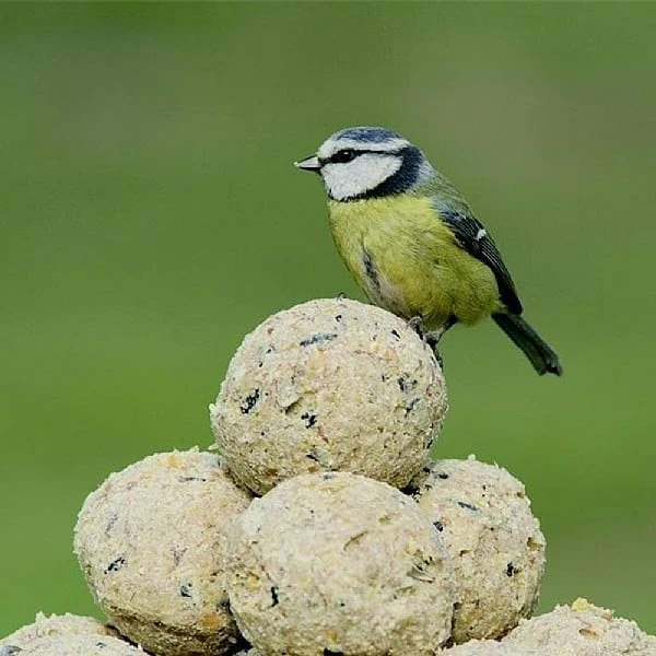 RSPB Super Suet Ball 50 Box 4 RSPB Super Suet Ball 50 Box - Image 2