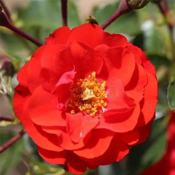 'Grandpa's Rose' Gift Rose 4.5L 3 'Grandpa's Rose' Gift Rose 4.5L