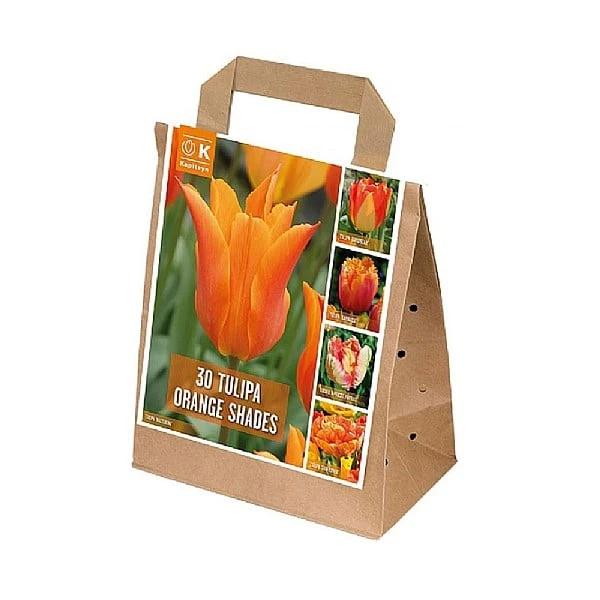 Tulipa Orange Shades (Bag Of 30) 3 Tulipa Orange Shades (Bag Of 30)
