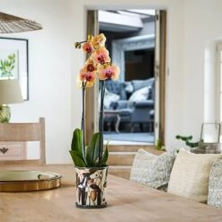 Kew Botanical Retreat Planter With Saucer 16cm -Roundupt Store 1227745 4