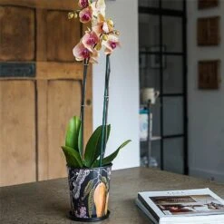 Kew Eclectic Orangery Planter With Saucer 14cm 9 Kew Eclectic Orangery Planter With Saucer 14cm -Roundupt Store 1227766 4