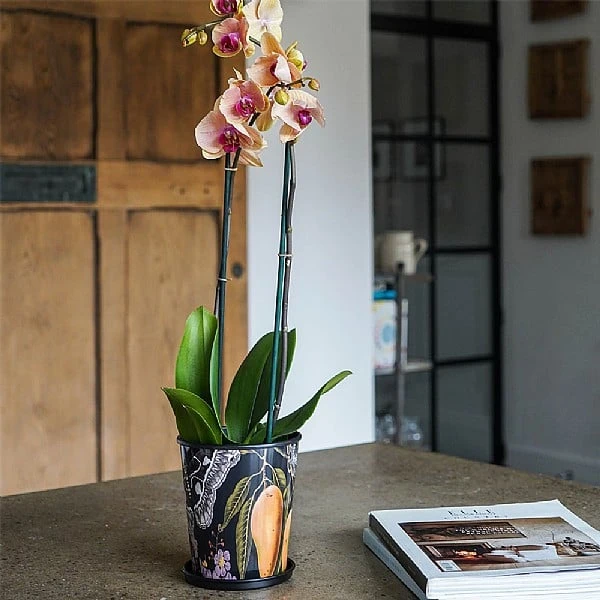 Kew Eclectic Orangery Planter With Saucer 16cm 6 Kew Eclectic Orangery Planter With Saucer 16cm - Image 4