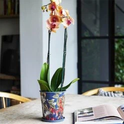 Kew Temperate House Planter With Saucer 14cm 11 Kew Temperate House Planter With Saucer 14cm -Roundupt Store 1227771 5