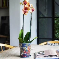 Kew Temperate House Planter With Saucer 16cm 11 Kew Temperate House Planter With Saucer 16cm -Roundupt Store 1227772 5