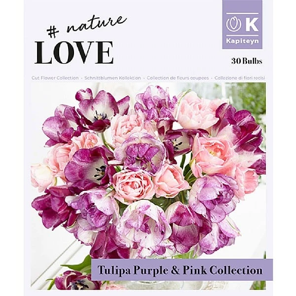 Bouquet Purple & Pink Tulipa (30 Bulbs) 4 Bouquet Purple & Pink Tulipa (30 Bulbs) - Image 2