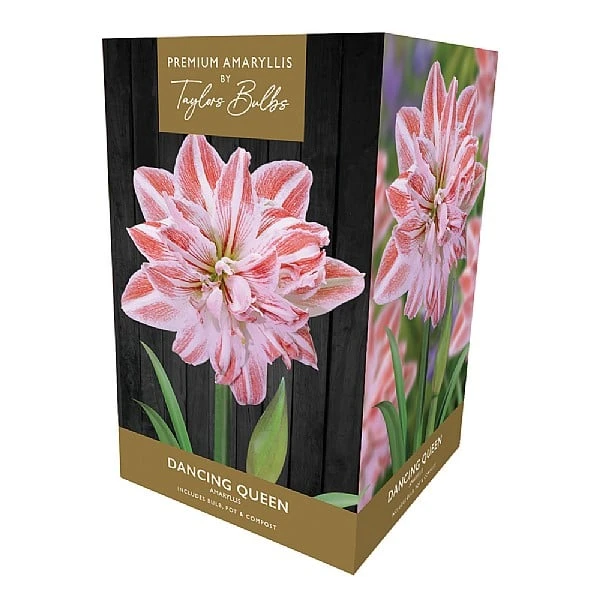 Amaryllis 'Dancing Queen' (1 Bulb) 3 Amaryllis 'Dancing Queen' (1 Bulb)