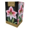 Amaryllis 'Glee' (1 Bulb) -Roundupt Store 1248930