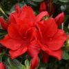 Azalea Santa Maria - 3 Ltr Pot -Roundupt Store 129026