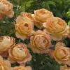 Lady Of Shalott Shrub Rose 6L -Roundupt Store 518042