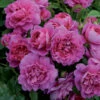 Princess Anne Shrub Rose 6L 1 Princess Anne Shrub Rose 6L -Roundupt Store 621287