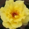 Golden Showers Climbing Rose 4L -Roundupt Store 660678