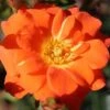 'Sunseeker' Patio Rose 3L -Roundupt Store 662636