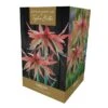 Amaryllis Sumatra Gift Pack 1 Amaryllis Sumatra Gift Pack -Roundupt Store 666426