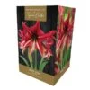 Amaryllis Ruby Star Indoor Growing Kit