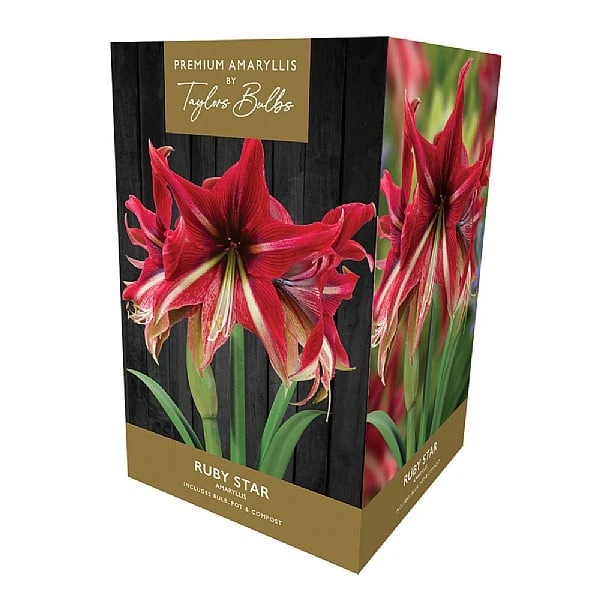 Amaryllis Ruby Star Indoor Growing Kit 2 Amaryllis Ruby Star Indoor Growing Kit