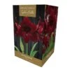 Amaryllis Black Pearl Gift Pack 2 Amaryllis Black Pearl Gift Pack -Roundupt Store 666429