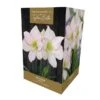 Amaryllis Picotee -Roundupt Store 666430