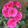 Starlight Express Climbing Rose - 4 Ltr Pot -Roundupt Store 667491