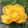 Arthur Bell Floribunda Rose -Roundupt Store 677655