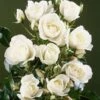 Iceberg Floribunda Rose - 3 Ltr Pot 1 Iceberg Floribunda Rose - 3 Ltr Pot -Roundupt Store 677664
