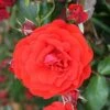 Trumpeter Floribunda Rose - 3 Ltr Pot 1 Trumpeter Floribunda Rose - 3 Ltr Pot -Roundupt Store 677677