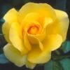 My Lovely Mum Floribunda Rose - 3 Ltr Pot -Roundupt Store 677703