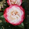 Nostalgia Floribunda Rose - 3 Ltr Pot 2 Nostalgia Floribunda Rose - 3 Ltr Pot -Roundupt Store 677714