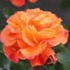 Precious Amber Floribunda Rose - 3 Ltr Pot -Roundupt Store 677719