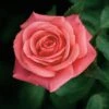 Showtime Floribunda Rose - 3 Ltr Pot 2 Showtime Floribunda Rose - 3 Ltr Pot -Roundupt Store 677730