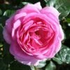 Mum In A Million Floribunda Rose - 3 Ltr Pot -Roundupt Store 677746