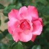 Galway Bay Climbing Rose - 4 Ltr Pot -Roundupt Store 677767