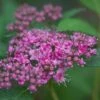 Spiraea 'Double Play Artist' 2 Spiraea 'Double Play Artist' -Roundupt Store 702468