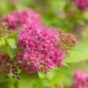 Spiraea 'Double Play Gold' 1 Spiraea 'Double Play Gold' -Roundupt Store 702469