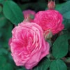 Gertrude Jekyll Shrub Rose 6L -Roundupt Store 7563