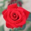 Happy Ruby Wedding Hybrid Tea Rose - 3 Ltr Pot 1 Happy Ruby Wedding Hybrid Tea Rose - 3 Ltr Pot -Roundupt Store 761042