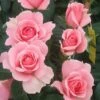 You're Beautiful Floribunda Rose - 3 Ltr Pot -Roundupt Store 761053