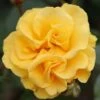 Precious Gold Floribunda Rose 3L