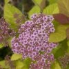 Spiraea 'Double Play Big Bang' 1 Spiraea 'Double Play Big Bang' -Roundupt Store 824701