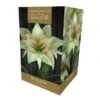 Amaryllis Magic Green Gift Pack -Roundupt Store 860447