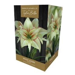 Amaryllis Magic Green Gift Pack