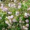 Blush Noisette Climbing/Rambling Rose 6L -Roundupt Store 868959