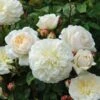 Tranquillity Fragrant English Shrub Rose 6L 1 Tranquillity Fragrant English Shrub Rose 6L -Roundupt Store 869106